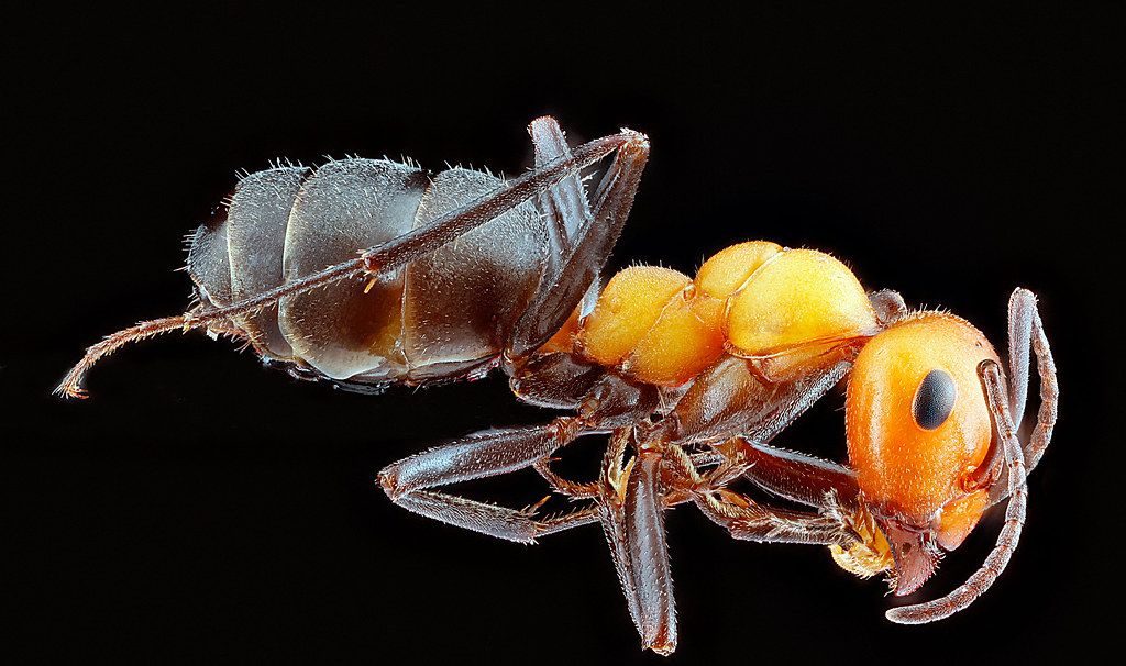 Ant Control service in Clovis, CA