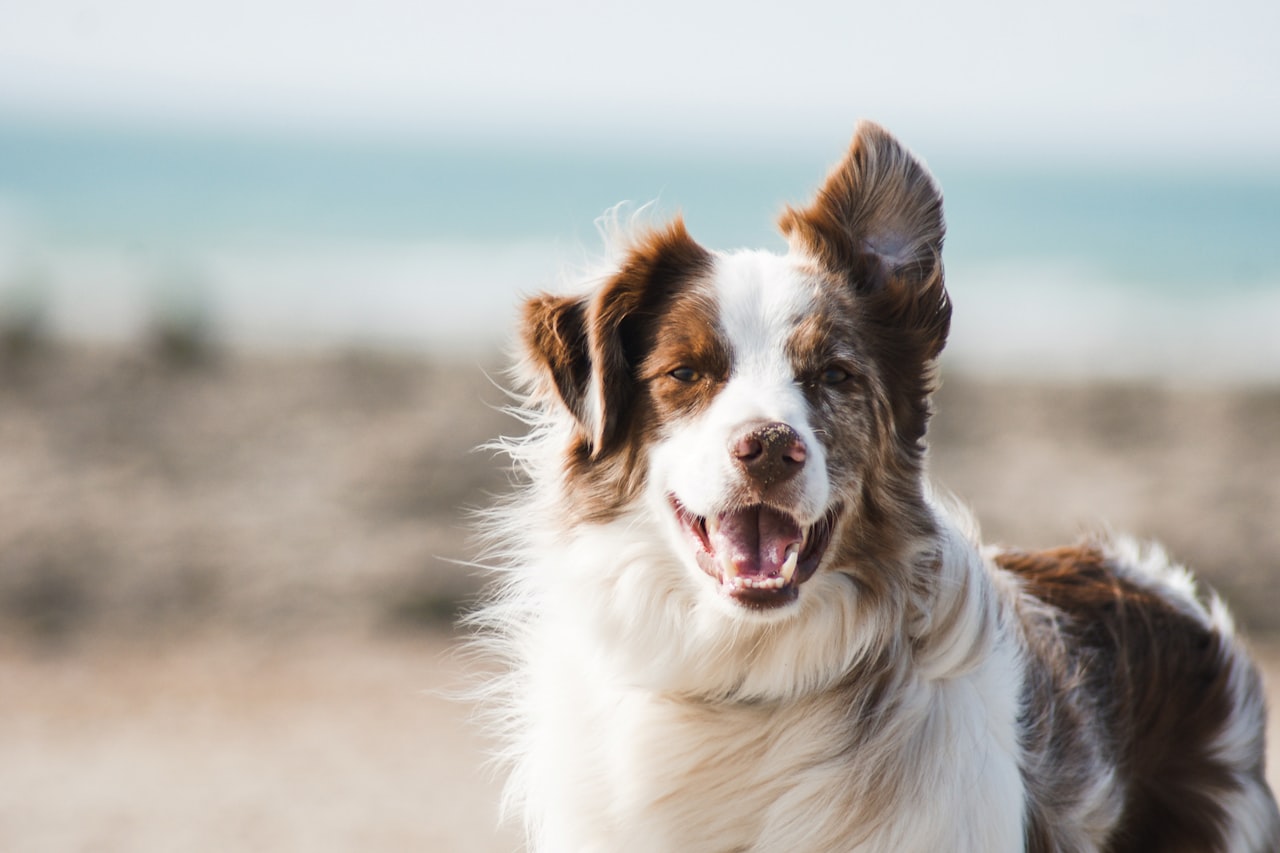 Flea & Tick Control service in Clovis, CA