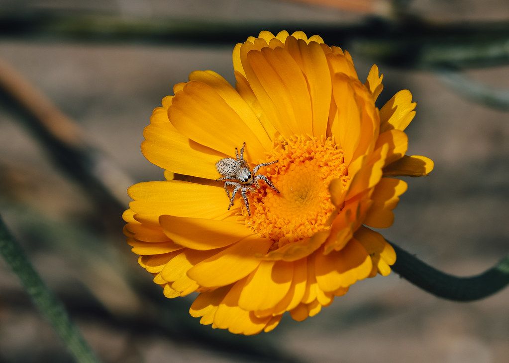 Spider Control service in Clovis, CA